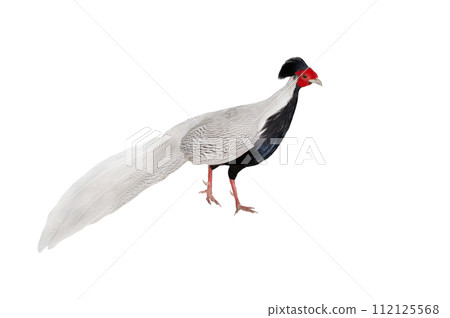 silver pheasant (lophura nycthemera) isolated on a white background silver pheasant (lophura nycthemera) isolated on a white background 112125568