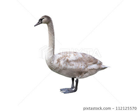 young white swan isolated on white background 112125570