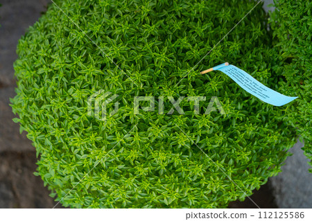 Manjerico plant textured flat lay Manjerico plant textured flat lay 112125586
