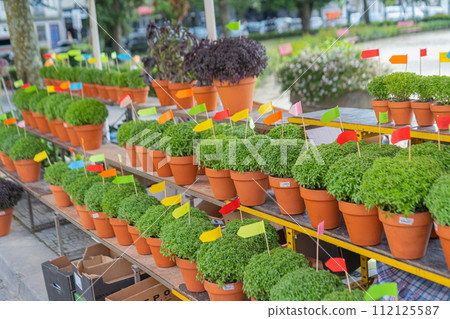Lot of Manjerico plants on the market stall. Lot of Manjerico plants on the market stall. 112125587