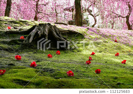城南宮岳神社，櫻花花瓣落在苔蘚床上 112125683