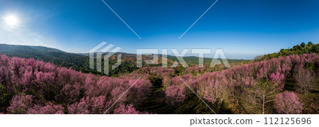 Aerial drone panorama of pink sakura cherry blossom on Phu Lom Lo mountain, Phitsanulok and Loei Province, Thailand Aerial drone panorama of pink sakura cherry blossom on Phu Lom Lo mountain, Phitsanulok and Loei Province, Thailand 112125696