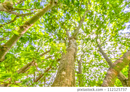 春天的宮瀨湖濱公園－新綠的影像 112125737