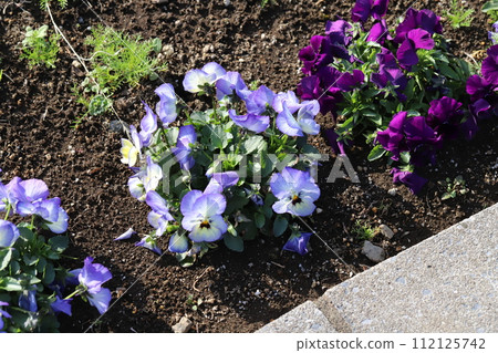 冬季花園裡盛開的紫色和淡紫色的諾潘西花 112125742