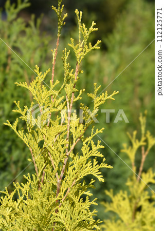 Arborvitae Jantar Arborvitae Jantar 112125771