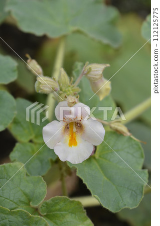 Common devils claw 112125775