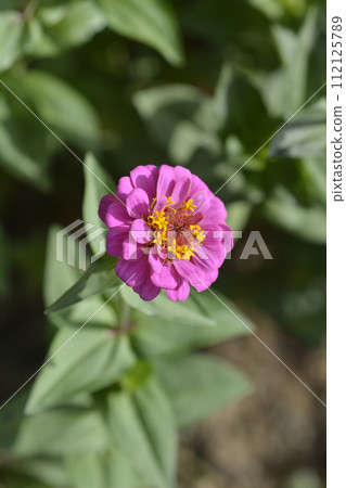 Common zinnia 112125789