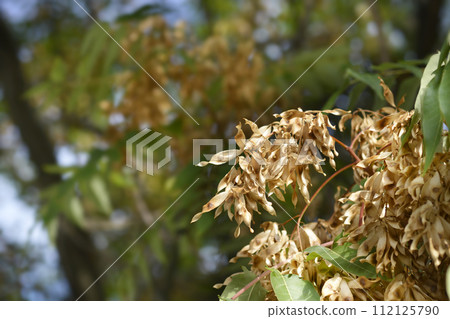 Tree of heaven 112125790