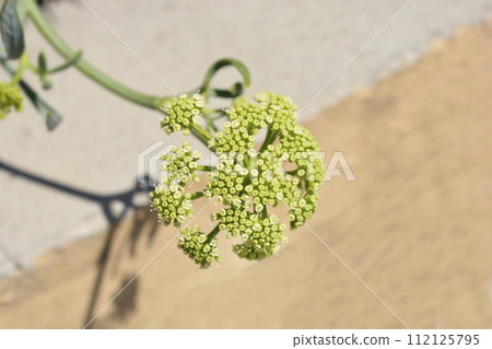Sea fennel 112125795
