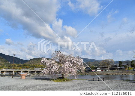 日本春天的京都，嵐山周圍的街道，旅遊景點渡月橋和桂川，河岸櫻花盛開，山上綠意盎然 112126011
