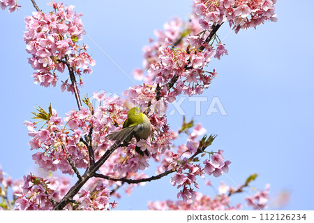 White-eye White-eye 112126234
