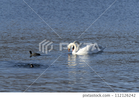 Cobb swans Cobb swans 112126242