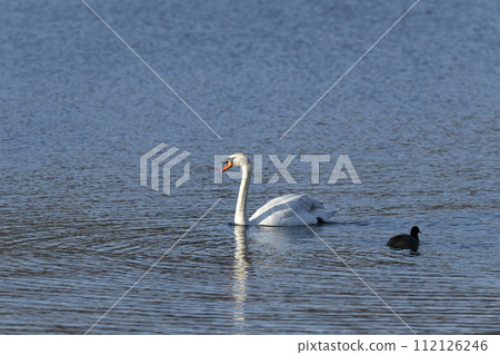 Cobb swans 112126246