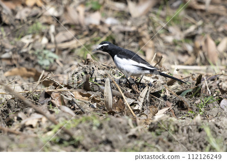 黑背w 黑背w 112126249