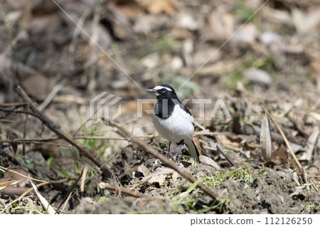 黑背w 黑背w 112126250