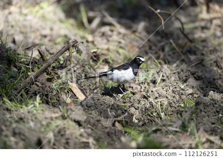 黑背w 黑背w 112126251