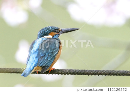 春天的翠鳥 春天的翠鳥 112126252