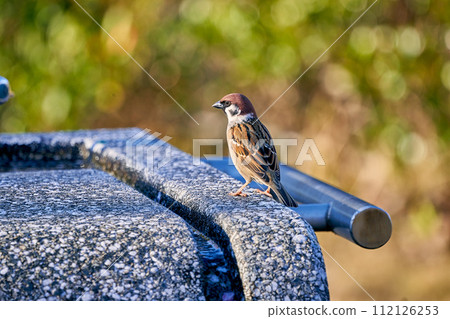 Sparrow perching on a drinking fountain Sparrow perching on a drinking fountain 112126253