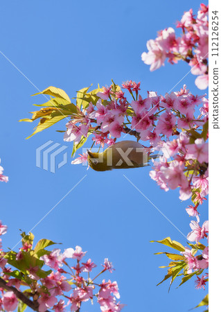 Medicine sucking honey from Kawazu cherry tree 112126254