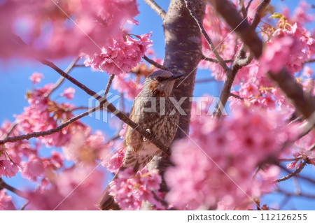 Bulbul sucking the nectar of cherry blossoms in full bloom 112126255