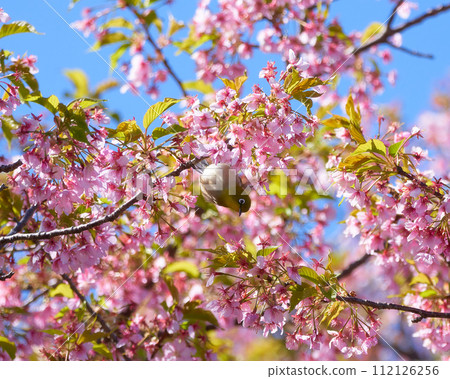 Medicine sucking honey from Kawazu cherry tree 112126256