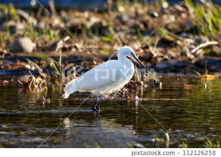 Kojiki caught fish 112126258