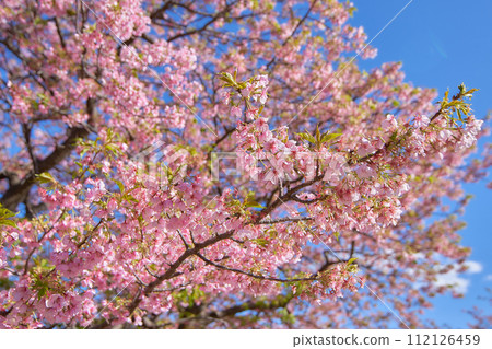 Kawazu cherry tree in full bloom shining in the blue sky Kawazu cherry tree in full bloom shining in the blue sky 112126459