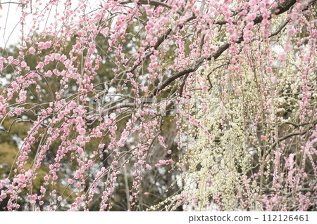 The weeping plum of Daeshan Shrine The weeping plum of Daeshan Shrine 112126461