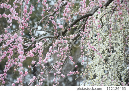 The weeping plum of Daeshan Shrine The weeping plum of Daeshan Shrine 112126463