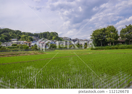Scenery with rice field Scenery with rice field 112126678