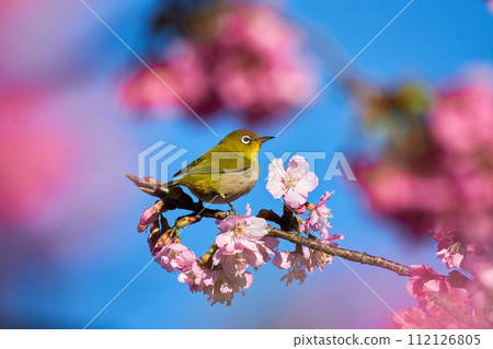 白眼在川津櫻停留 112126805