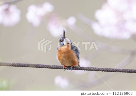 Kingfisher in spring Kingfisher in spring 112126903