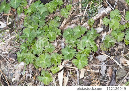 筑波附子嫩葉 112126949