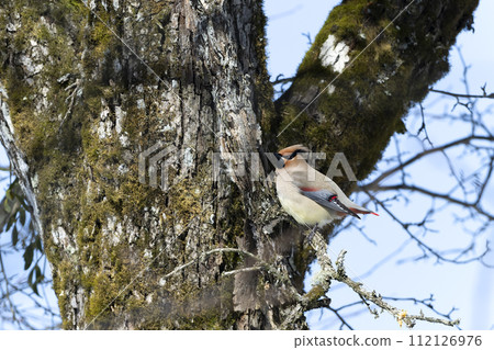 Hillenak Hillenak 112126976