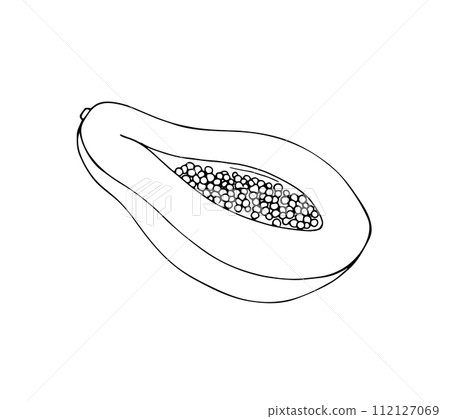 Papaya vector drawing. Hand-drawn tropical fruit illustration. Sliced papaya fruit with seeds. 112127069