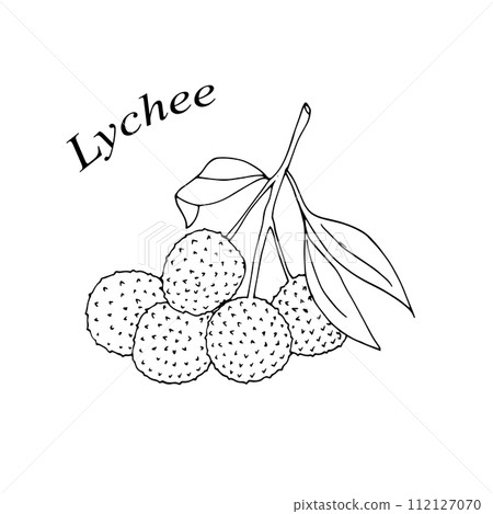 Hand-drawn lychee fruit. Vector illustration in doodle-style. Branch of Lychee fruit with leaves isolated on white background. Vector illustration on white background. Hand-drawn lychee fruit. Vector illustration in doodle-style. Branch of Lychee fruit with leaves isolated on white background. Vector illustration on white background. 112127070
