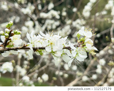 plum blossom japan park Plum blossom flower プラムボッサム うめ 112127179