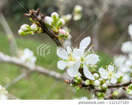 梅花 梅 日本 公園 Plum blossom flower プラムボッサム うめ 112127183