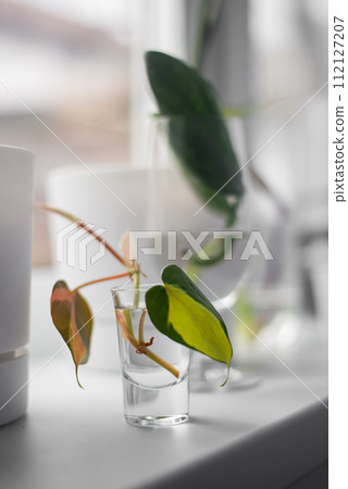 Germination of domestic plants at home. 112127207
