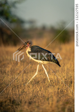 Marabou stork strides across savannah in sunshine 112127595