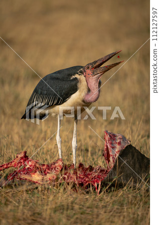 Marabou stork throws up flesh from carcase Marabou stork throws up flesh from carcase 112127597