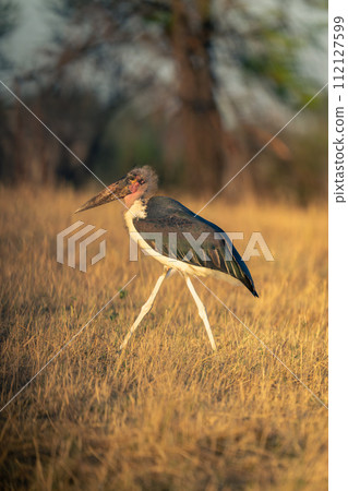 Marabou stork walking across savannah in sunshine Marabou stork walking across savannah in sunshine 112127599