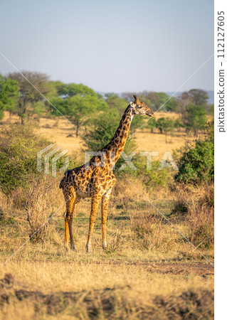 Masai giraffe stands in savannah amongst trees 112127605