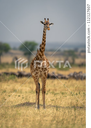 Masai giraffe stands near wildebeest and zebras 112127607