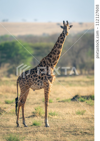 Masai giraffe stands on grassland watching camera 112127608