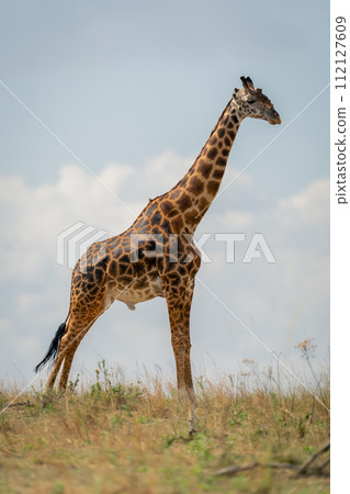 Masai giraffe stands on horizon in sunshine 112127609