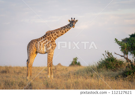 Masai giraffe stands watching camera near bushes Masai giraffe stands watching camera near bushes 112127621