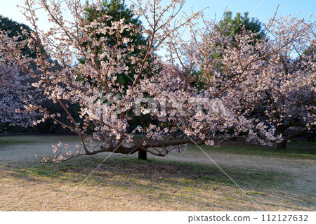 櫻花 櫻花 112127632