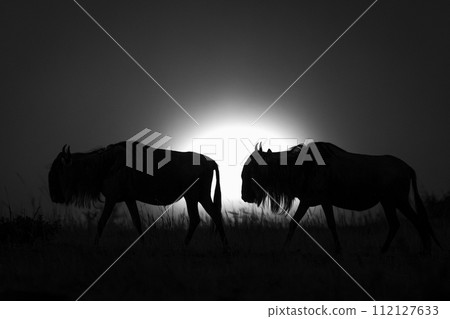 Mono blue wildebeest cross horizon at sunset Mono blue wildebeest cross horizon at sunset 112127633