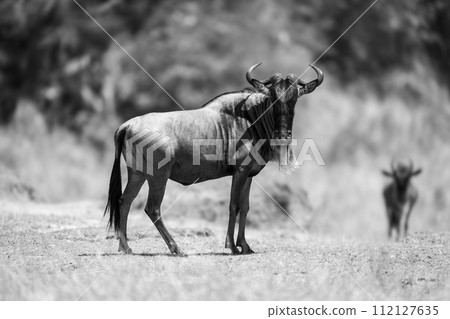 Mono blue wildebeest stands staring near another 112127635